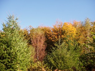 Copyright: Neil Rogers-Davis, 2007