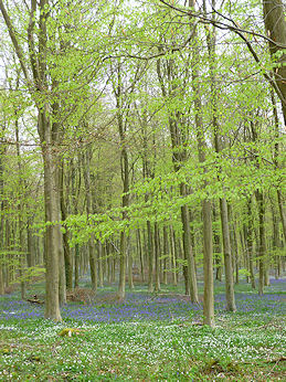 Bluebells in Angmering Woods 