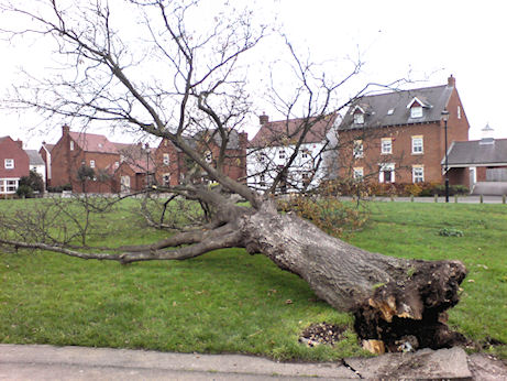 Oak tree - Bramley Green