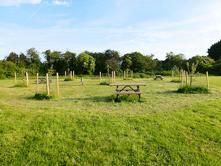 Crown of Trees - Mayflower Park