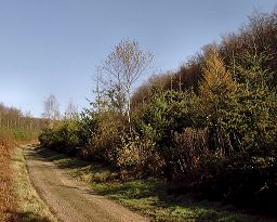 Angmering Woods. Copyright: Neil Rogers-Davis, 2005